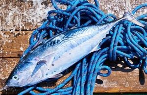 caballa omega 3