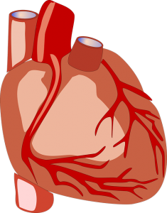 corazón saludable