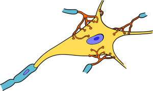 neurona sinapsis