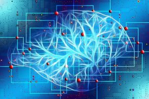 desarrollo y funcionamiento cerebral