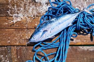 pescado