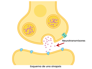 sinapsis neurotransmisores